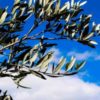 domenica_palme_2019_web