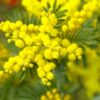 fiori_marzo